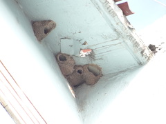 Petrochelidon pyrrhonota