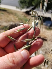 Avena fatua