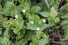 Stellaria neglecta
