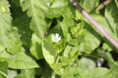 Stellaria neglecta