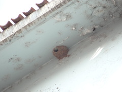 Petrochelidon pyrrhonota