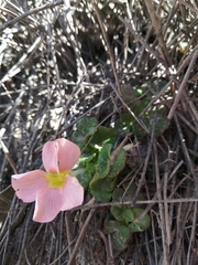 Oxalis pulchella
