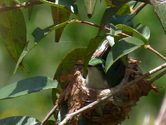 Chlorostilbon melanorhynchus