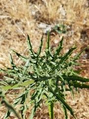 Malacothrix saxatilis