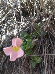 Oxalis pulchella