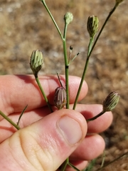 Malacothrix saxatilis