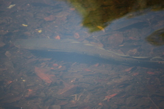 Channa aurolineata