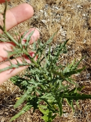 Malacothrix saxatilis