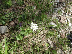 Pachyphragma macrophyllum