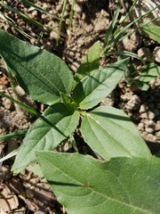 Helianthus annuus