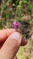 Polygala incarnata