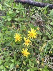 Asteraceae