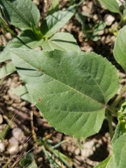 Helianthus annuus