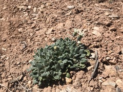 Chamaechaenactis scaposa