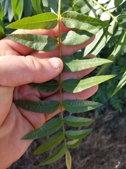 Juglans californica