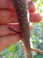 Juglans californica