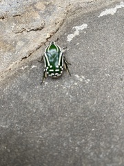 Rhabdotis semipunctata