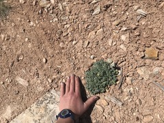 Chamaechaenactis scaposa