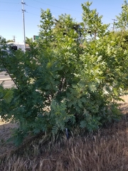 Juglans californica