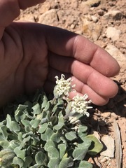 Chamaechaenactis scaposa