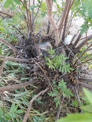 Juglans californica