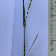 Brachiaria marlothii