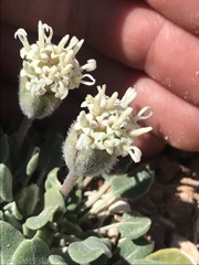 Chamaechaenactis scaposa