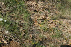 Alopecurus vaginatus