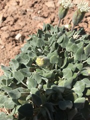 Chamaechaenactis scaposa