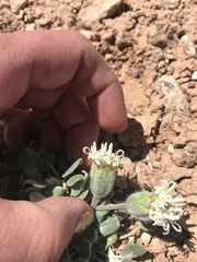 Chamaechaenactis scaposa