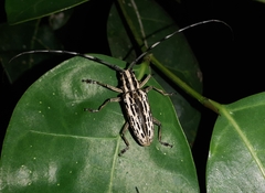 Epepeotes uncinatus
