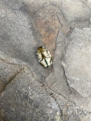 Rhabdotis semipunctata