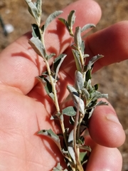 Atriplex semibaccata
