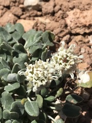 Chamaechaenactis scaposa