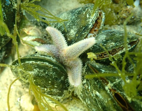 Starfish