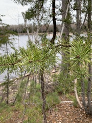 Pinus banksiana image