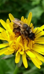 Osmia bicornis