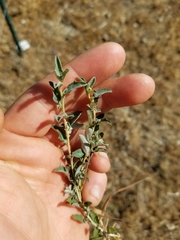 Atriplex semibaccata