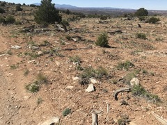 Chamaechaenactis scaposa