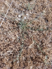 Atriplex semibaccata