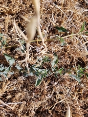 Atriplex semibaccata