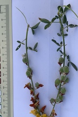 Crotalaria platysepala