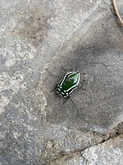 Rhabdotis semipunctata