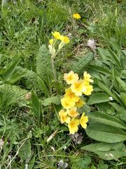 Primula × polyantha