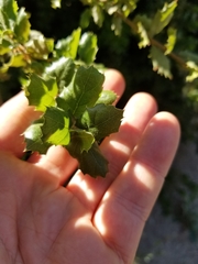 Quercus agrifolia