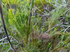 Thamnochortus glaber