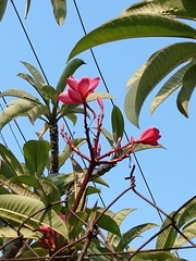 Plumeria rubra