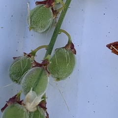Crotalaria platysepala
