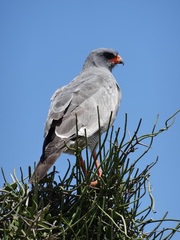 Melierax canorus canorus