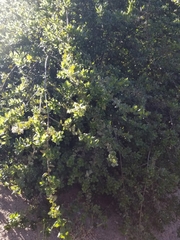 Quercus agrifolia